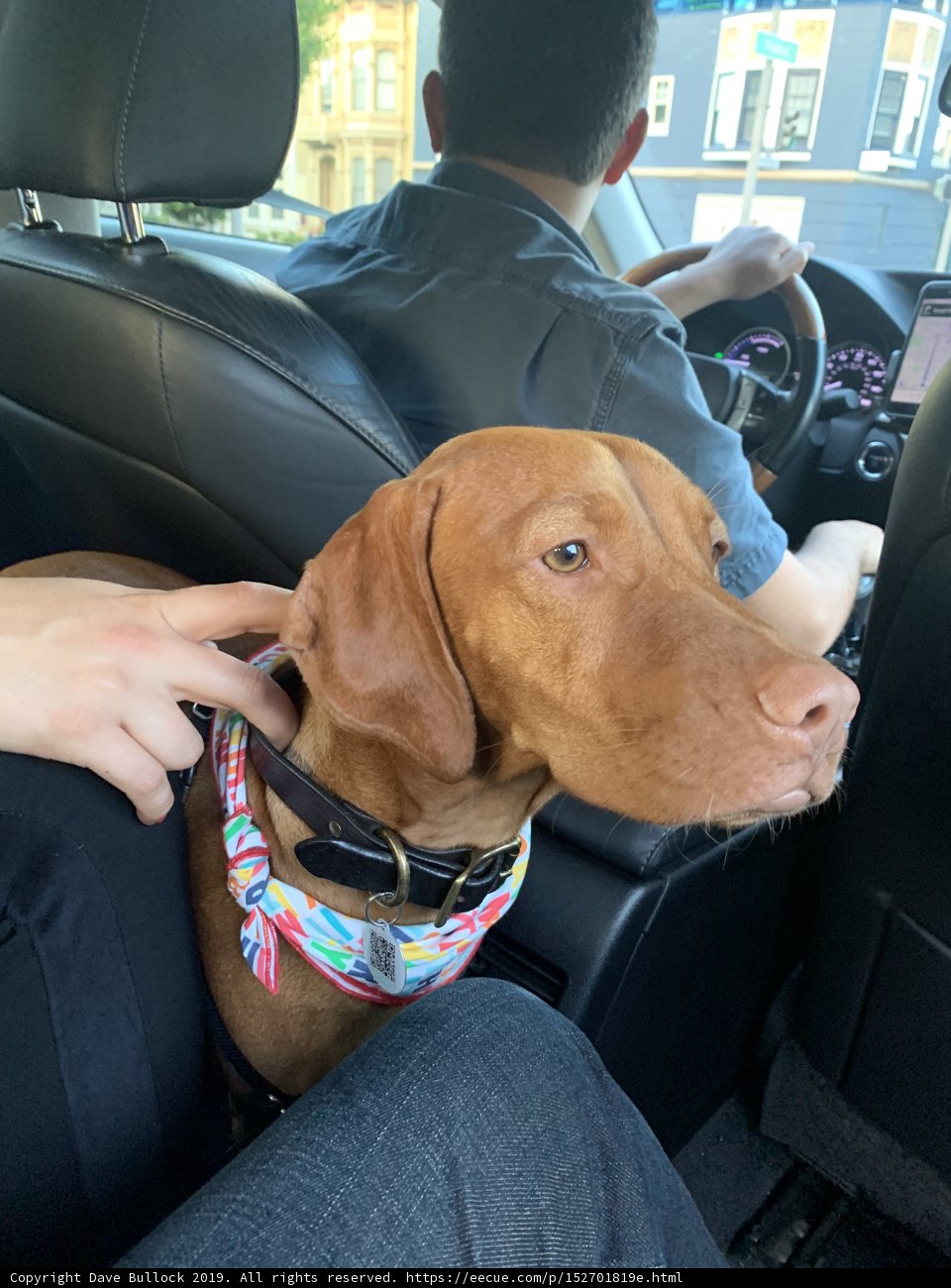 Colorful Bandana on a Vizsla