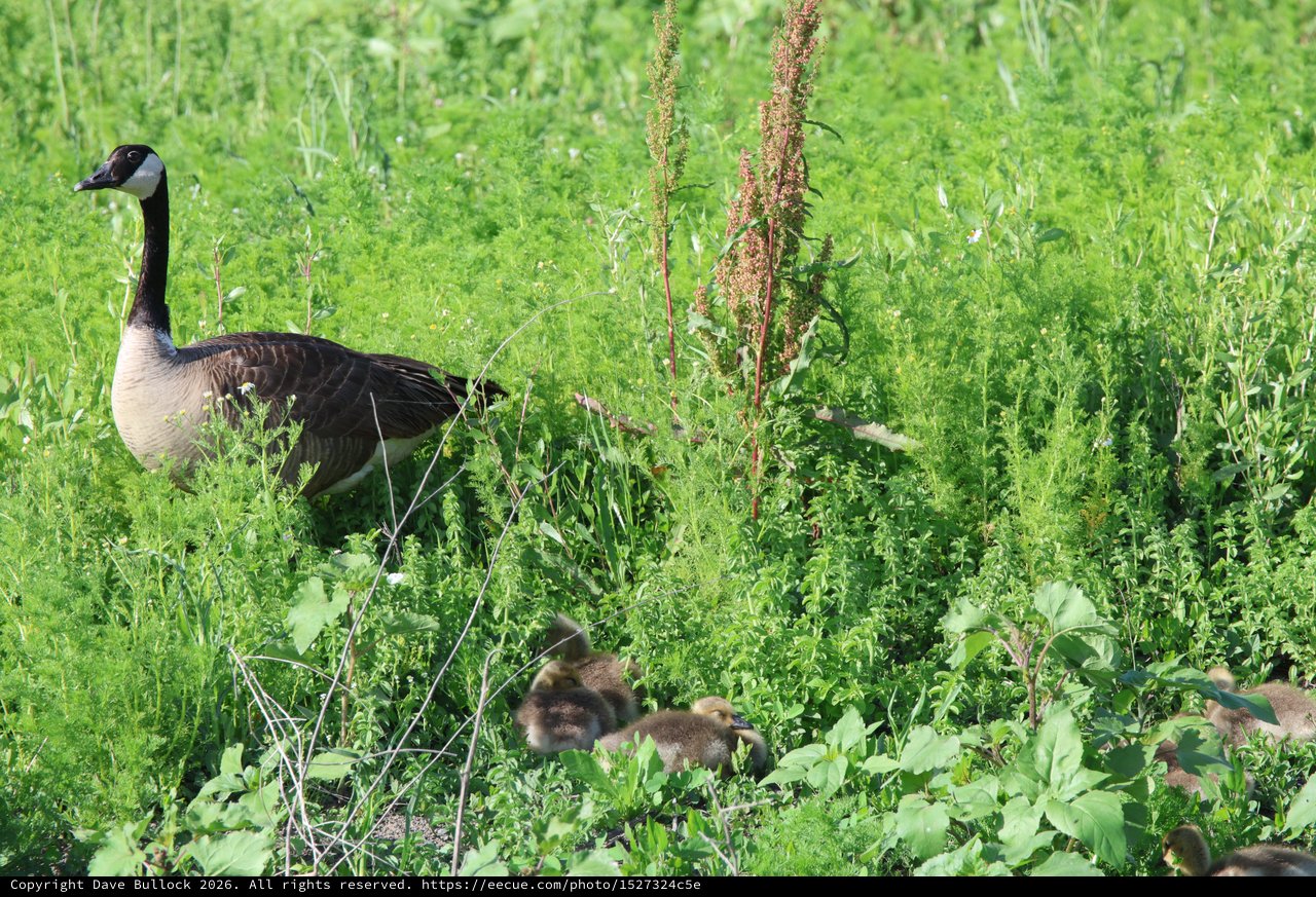Canada Goose Family Foraging in Wetland Grasslands