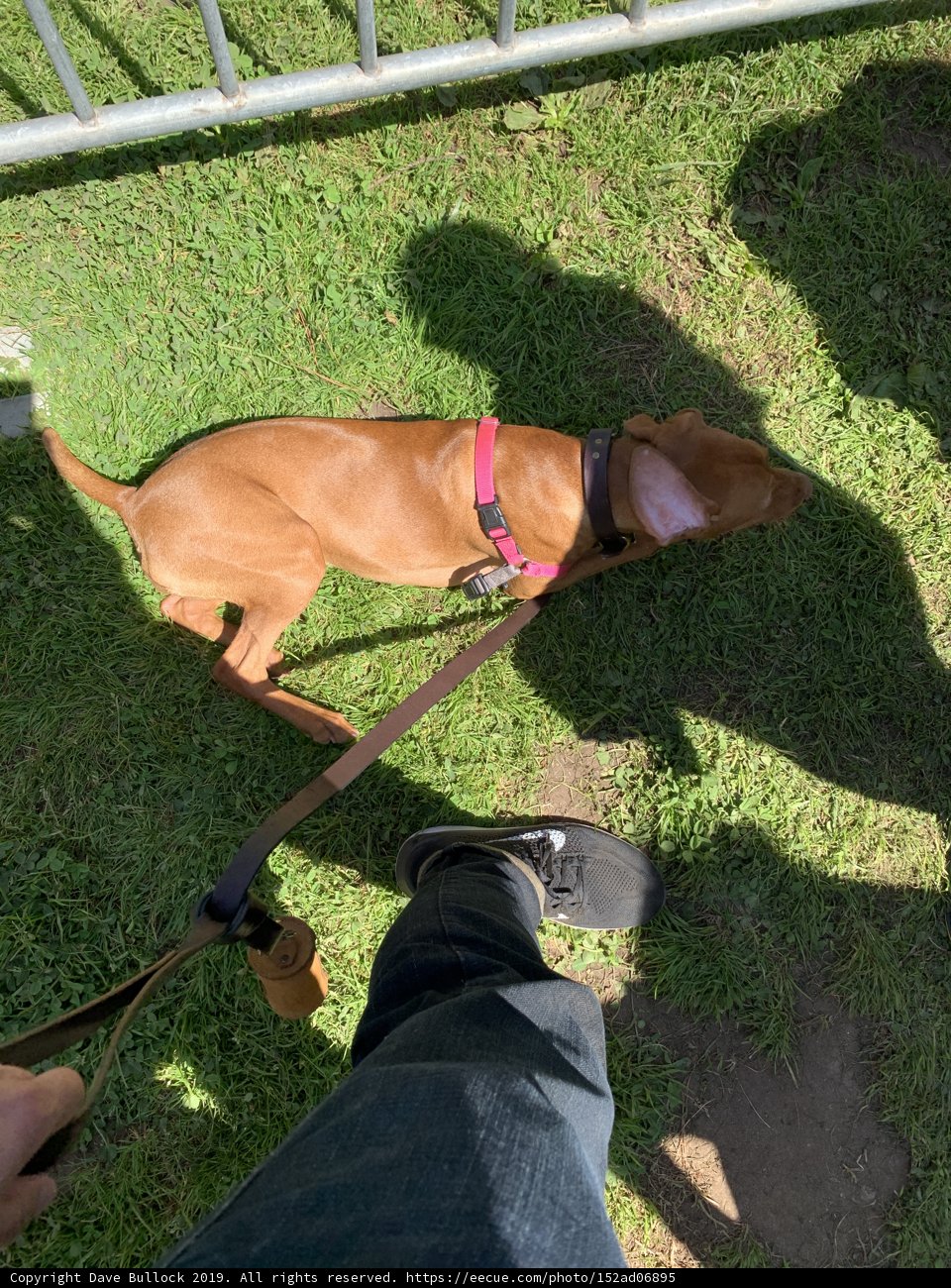 Canine Companion