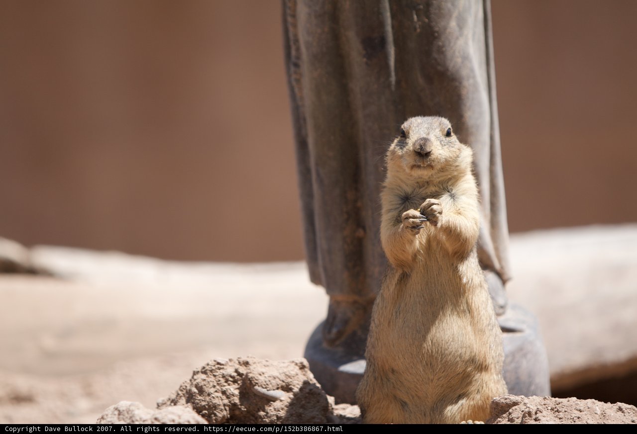 Ground Squirrel Standing Tall