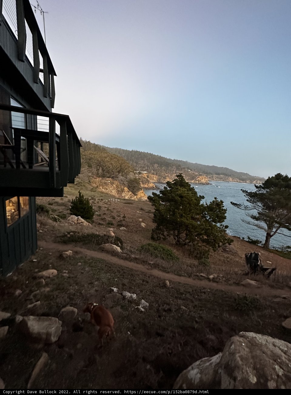 Hillside Pup