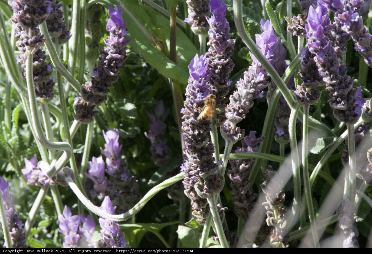 A Dance Among Lavender Blooms