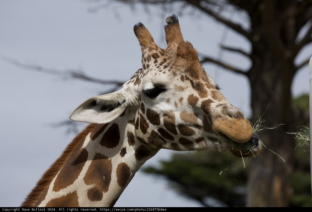 Gentle Giant Grazing