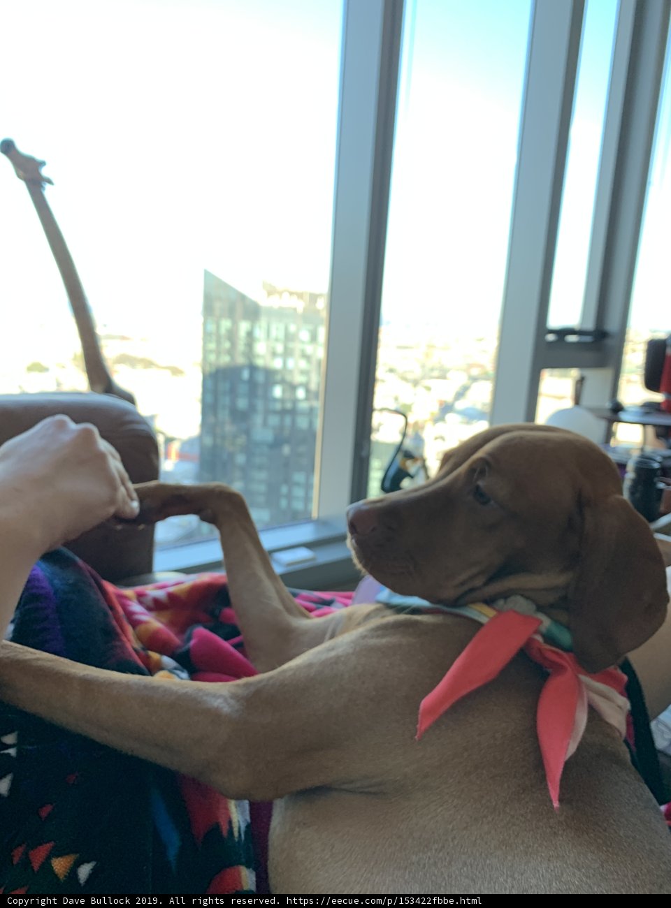 Relaxing with Man's Best Friend