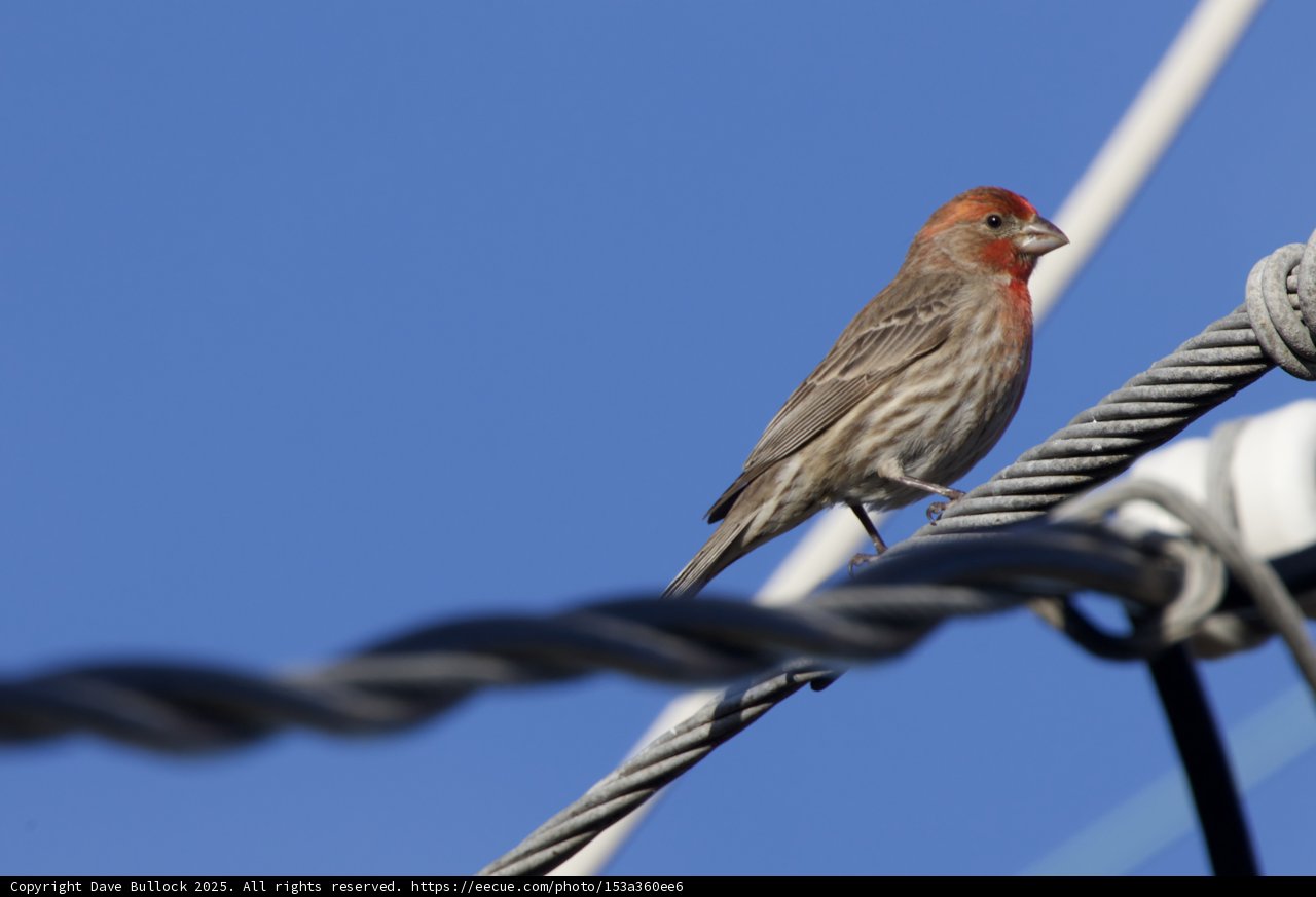 Perched in the Sky