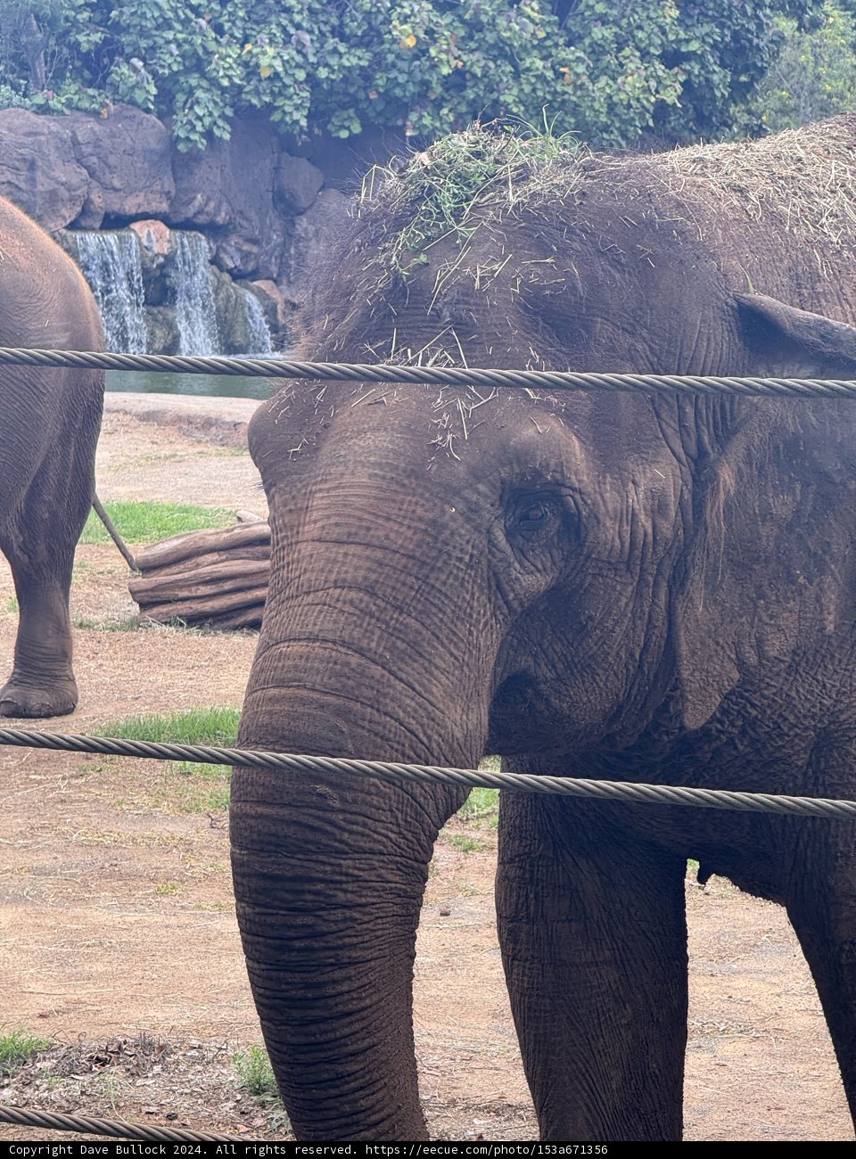 Gentle Giants of Honolulu Zoo