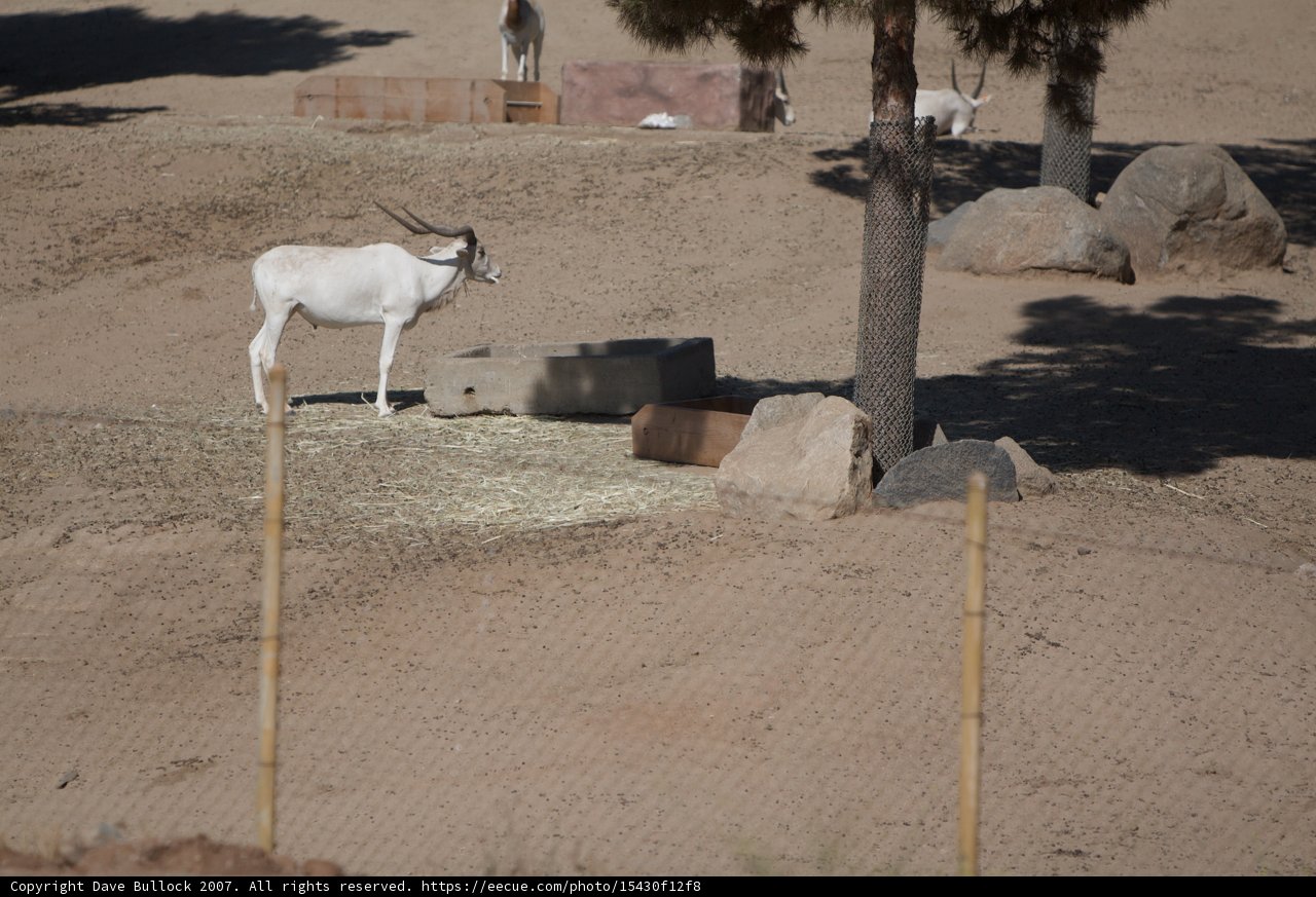 Lone Antelope in the Field