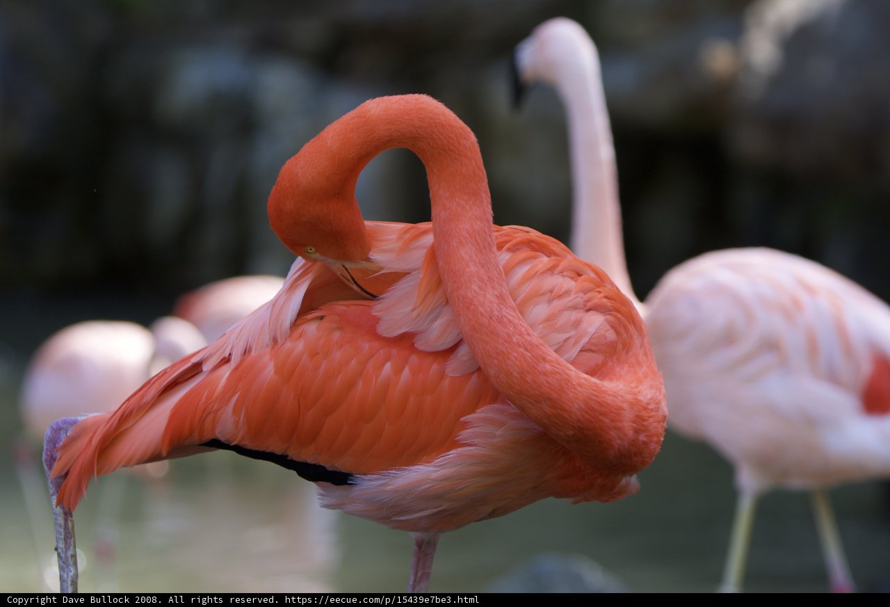 Pretty in Pink