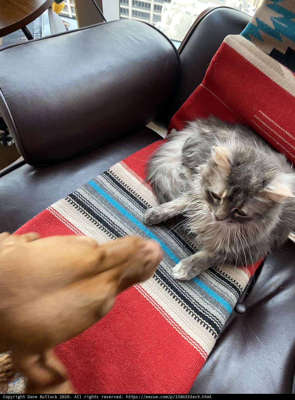 Furry Friends at Home