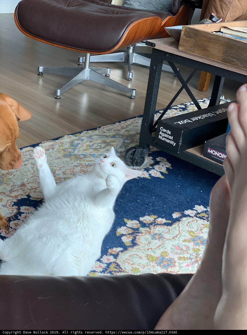Furry Friends at Play