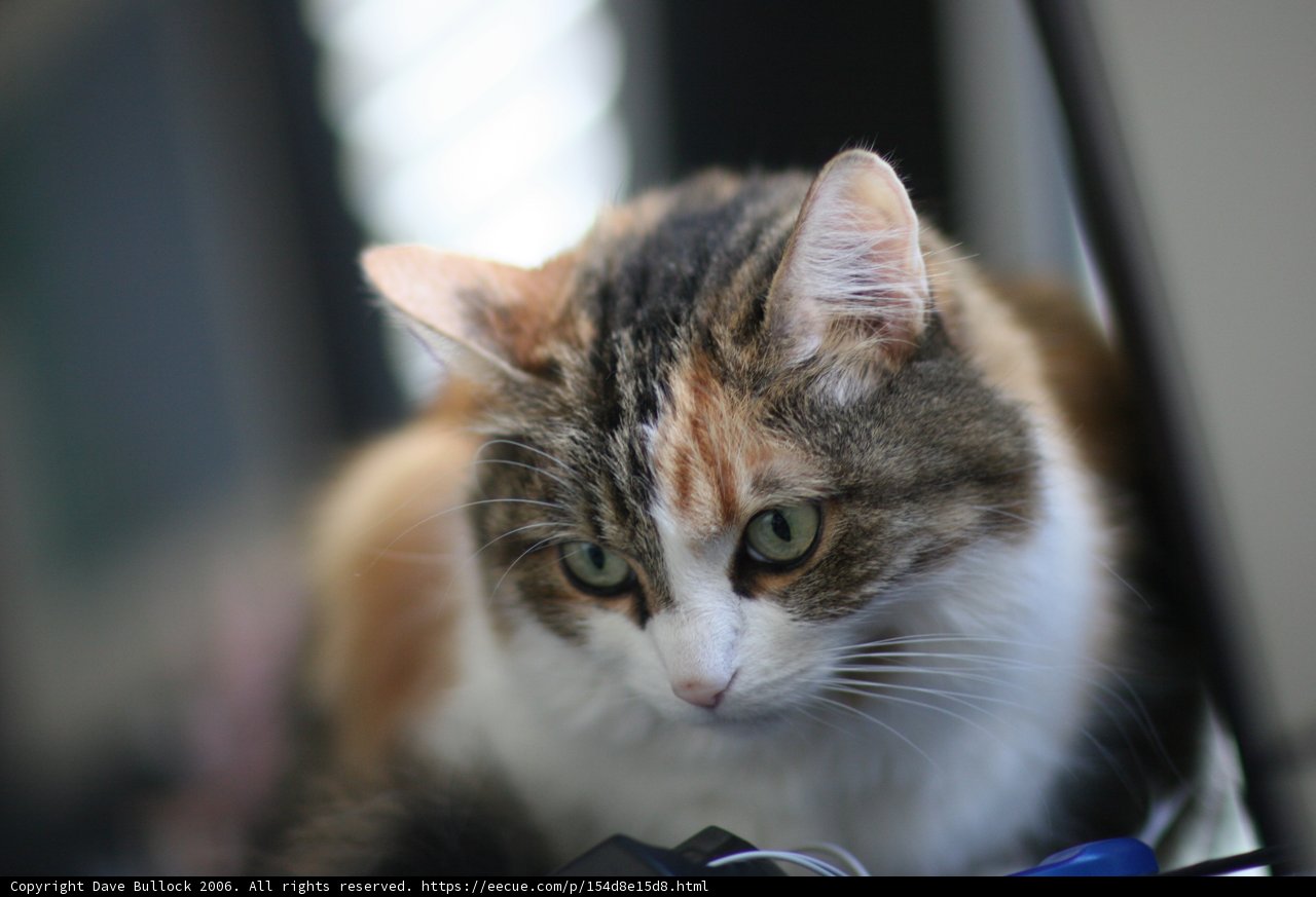 Tabletop Companion