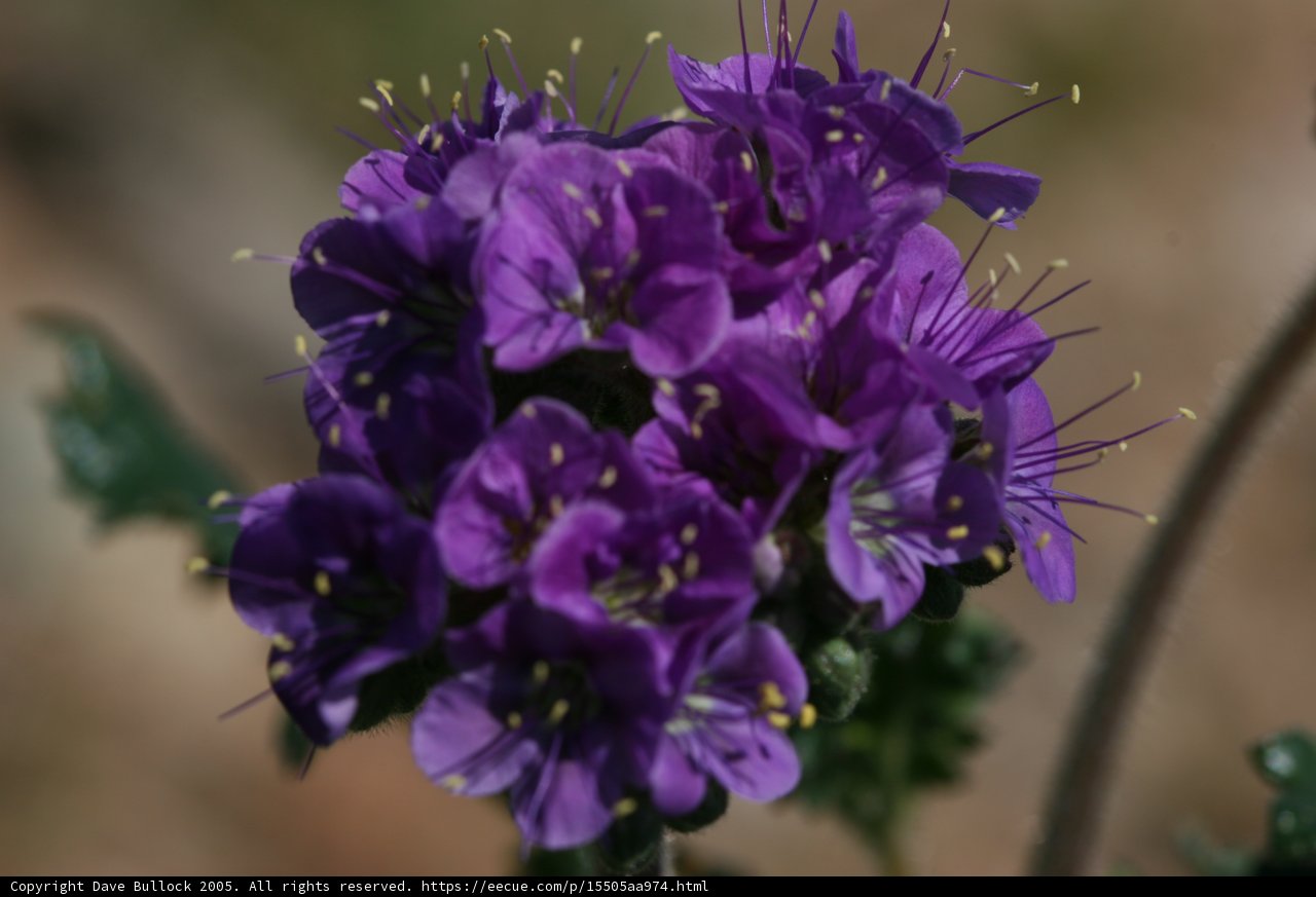 Purple Geraniums in Full Bloom