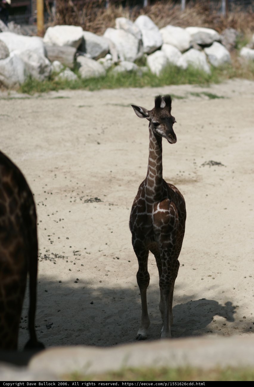 Graceful Giraffe