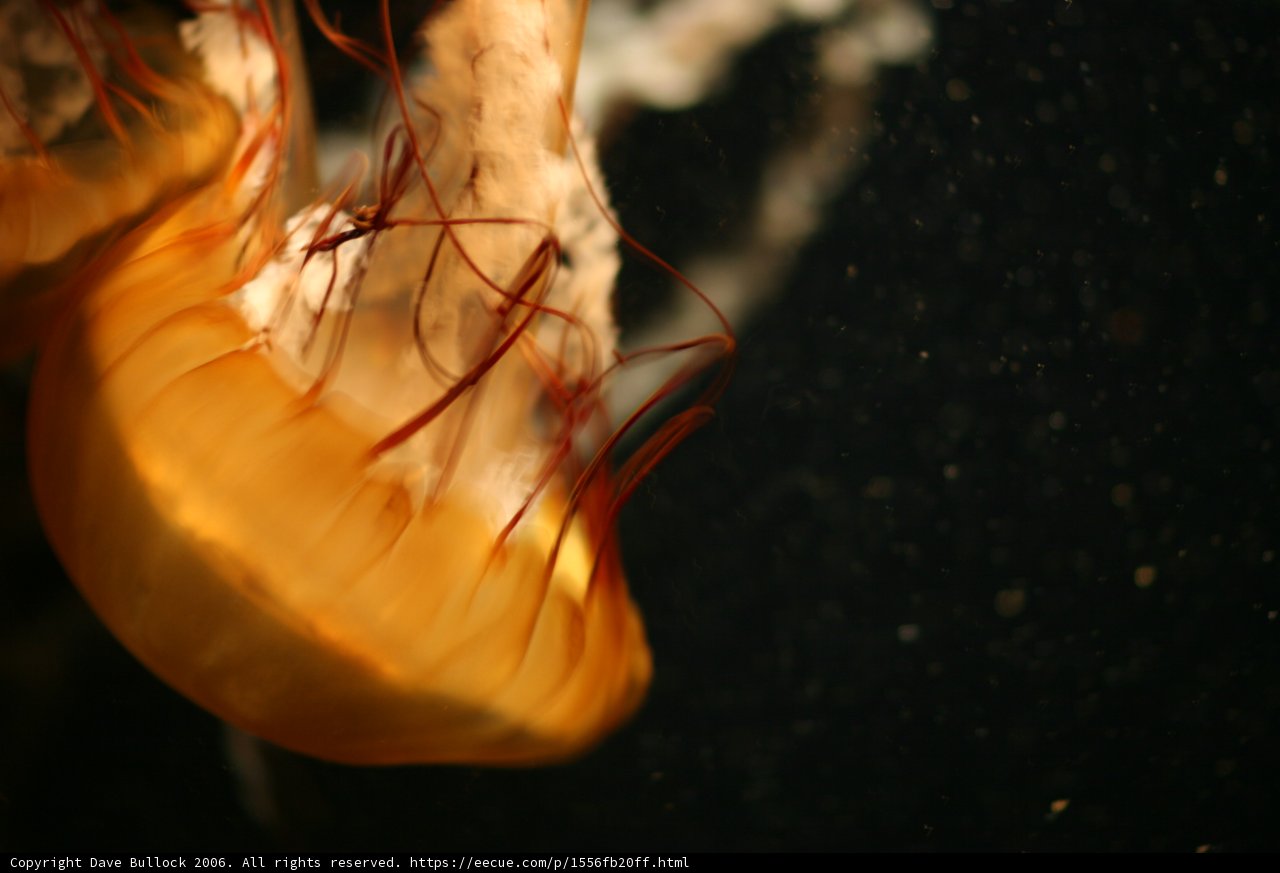 Graceful Invertebrate