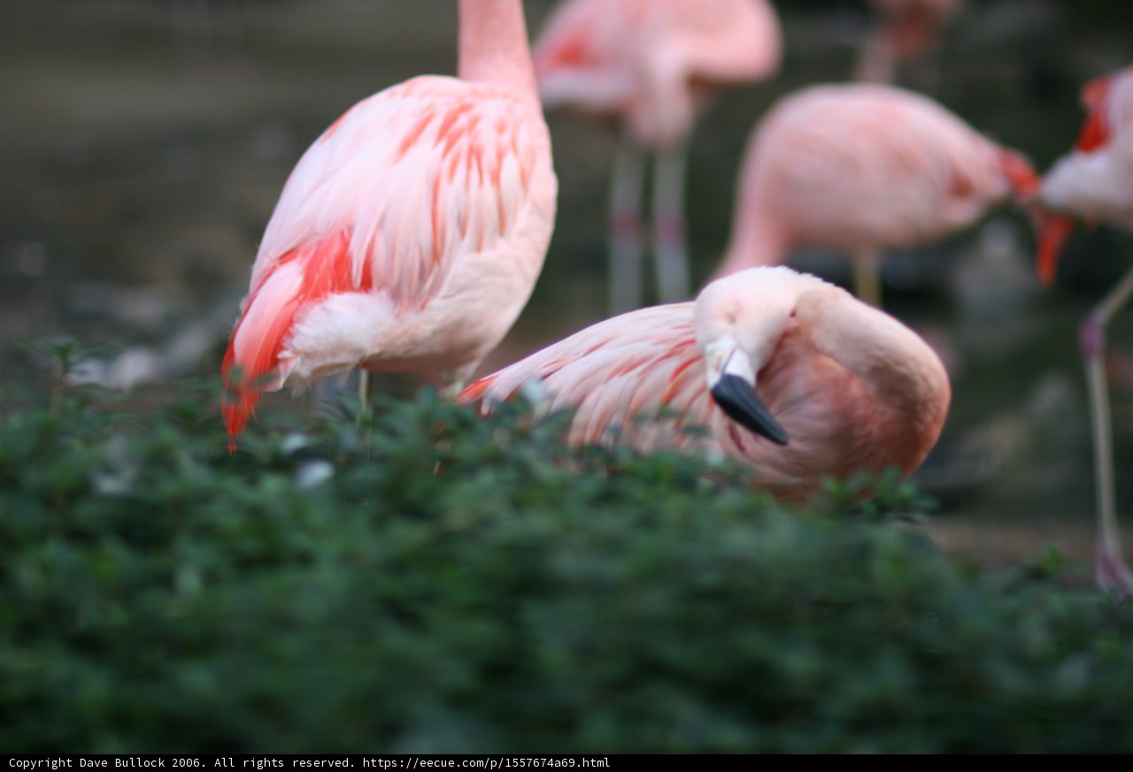 Flock of Flamingos