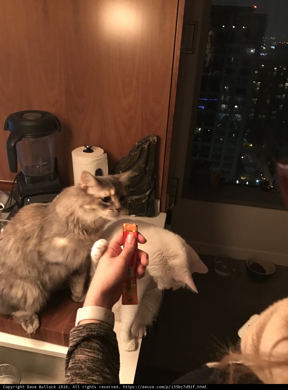 Feeding time for Fluffy