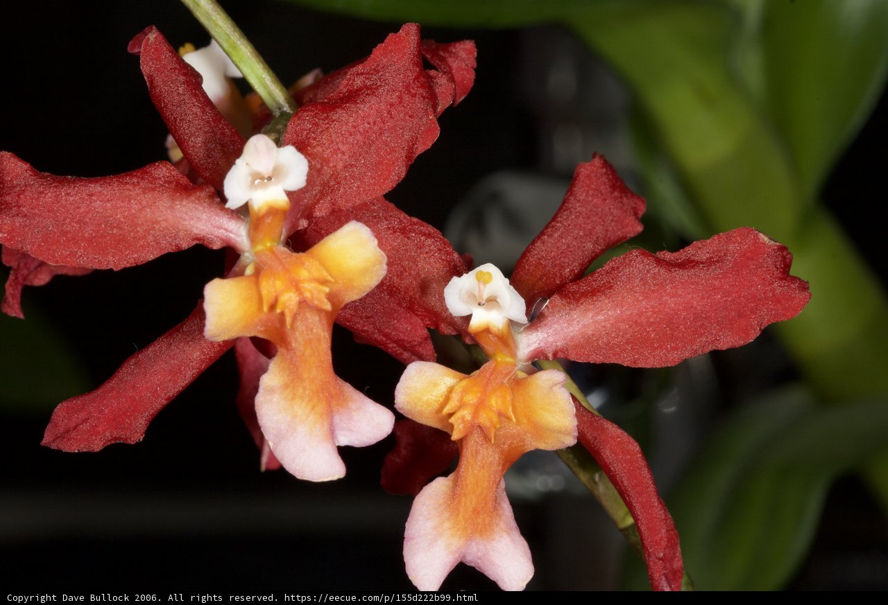Fiery Floral Duo