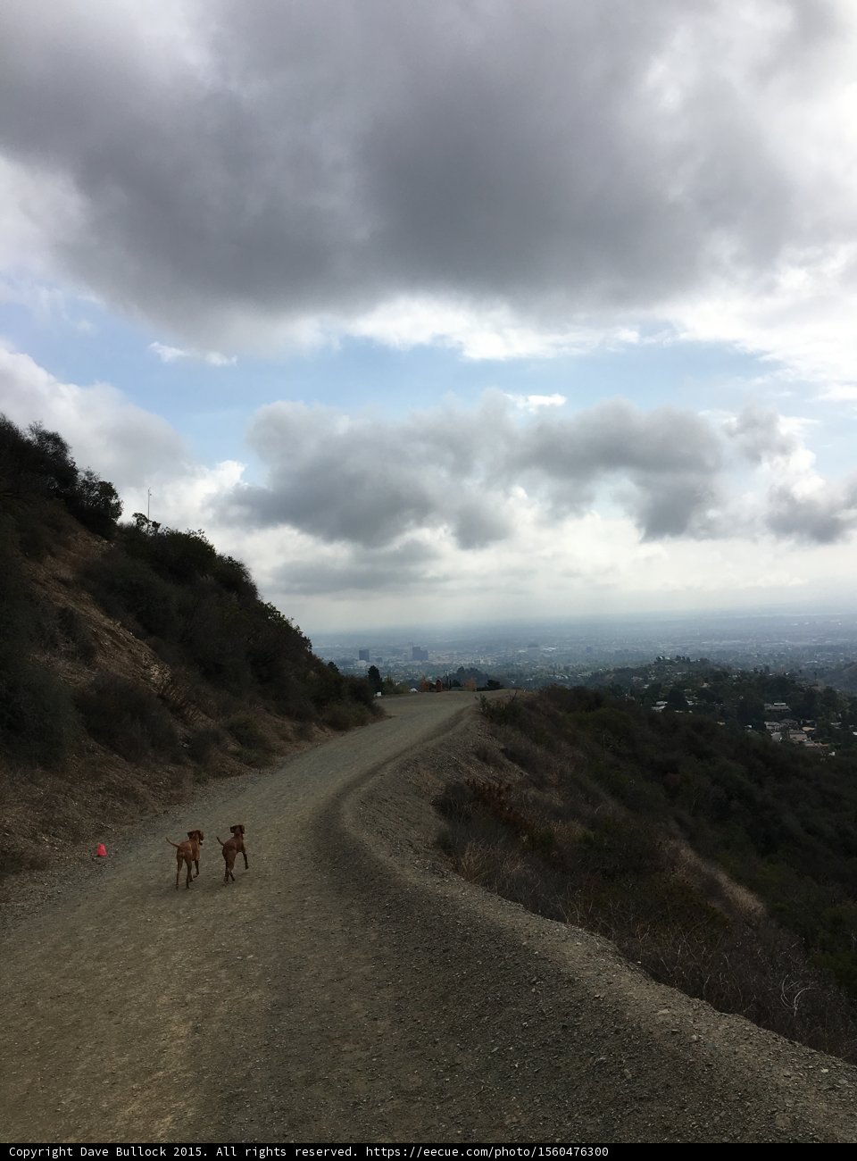 Canine Exploration