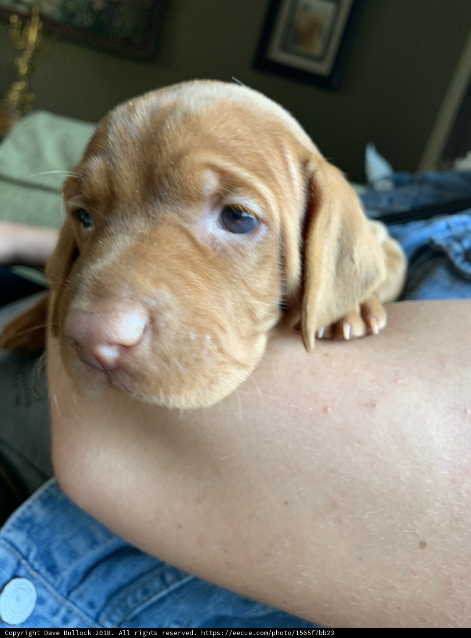 Puppy Love