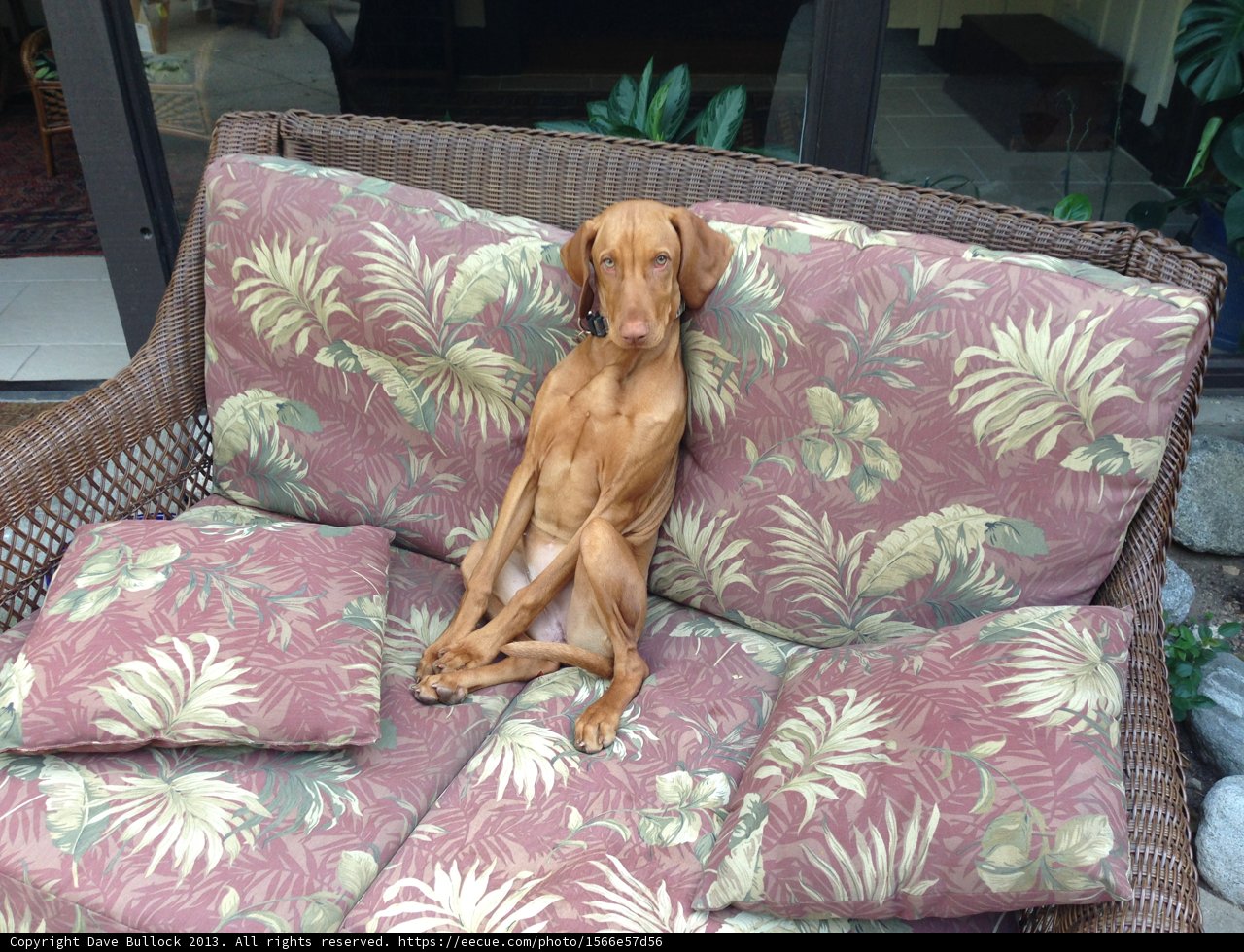 Cozy Canine Couch Companion
