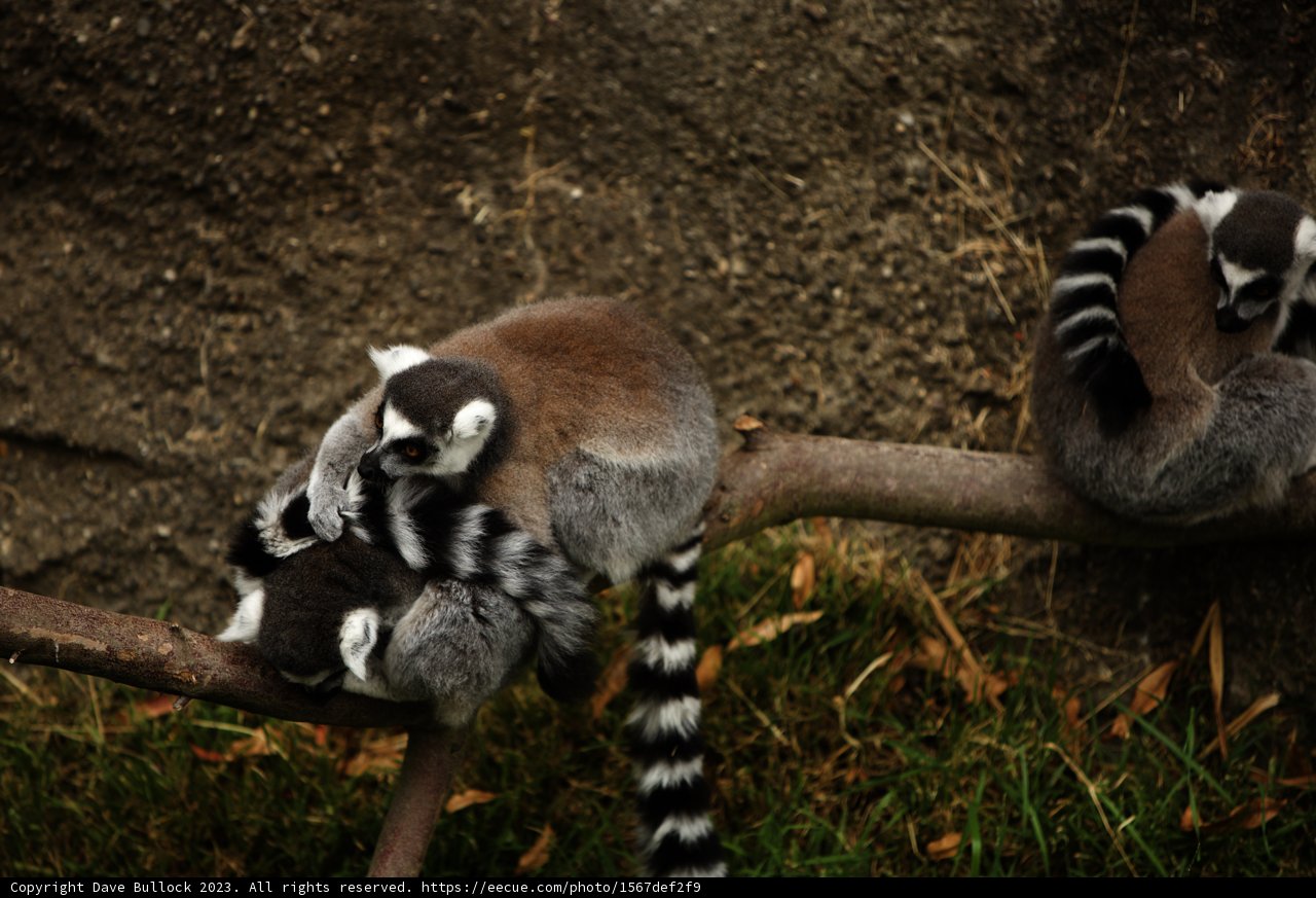 Lemur Gathering at Oakland Zoo