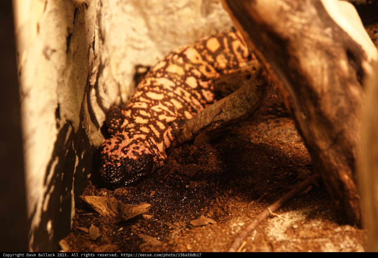 Lizard Luminary in Oakland Zoo