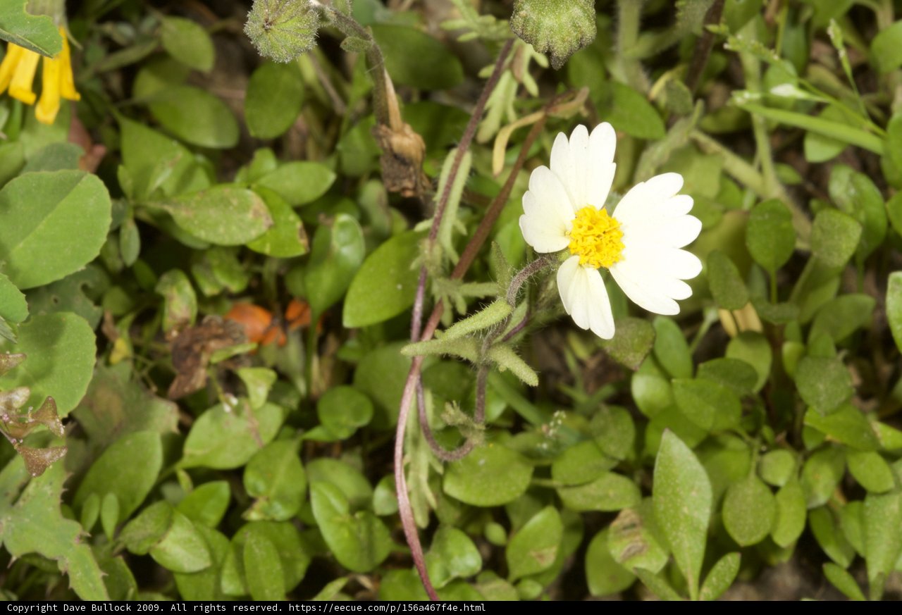 Lone Daisy in a Field of Green