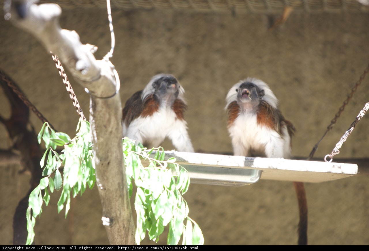 Monkey Business at the Zoo