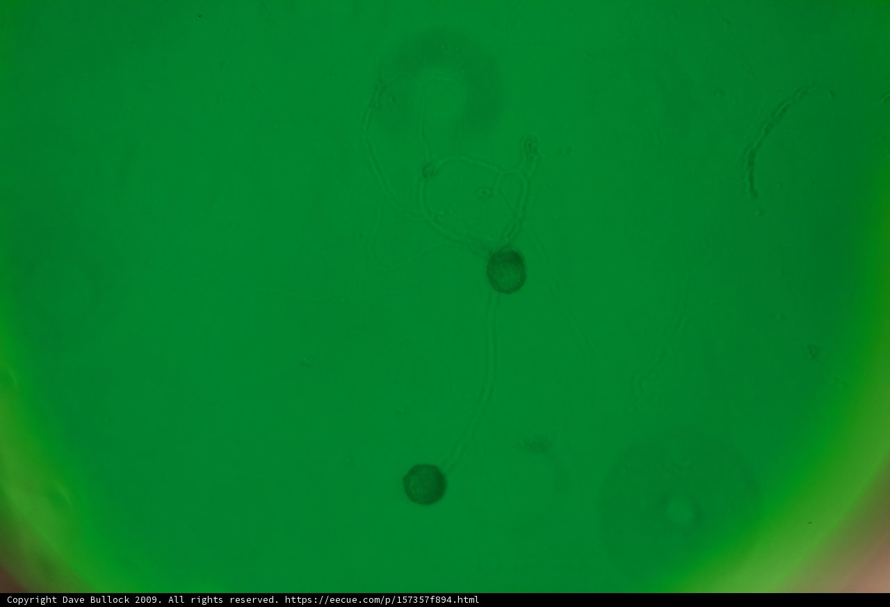 The Green Sphere