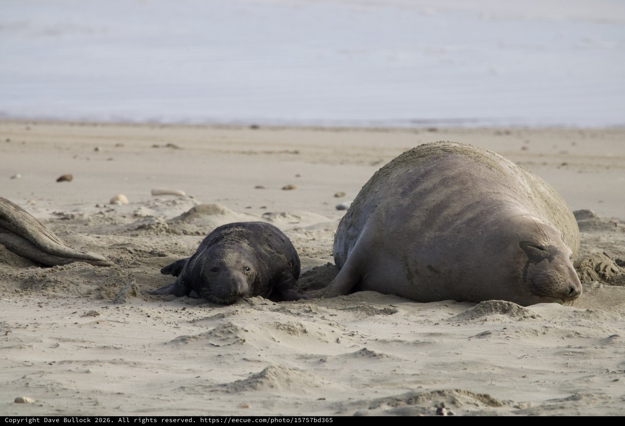 Elephant Seal Mother and Pup Resting on Beach