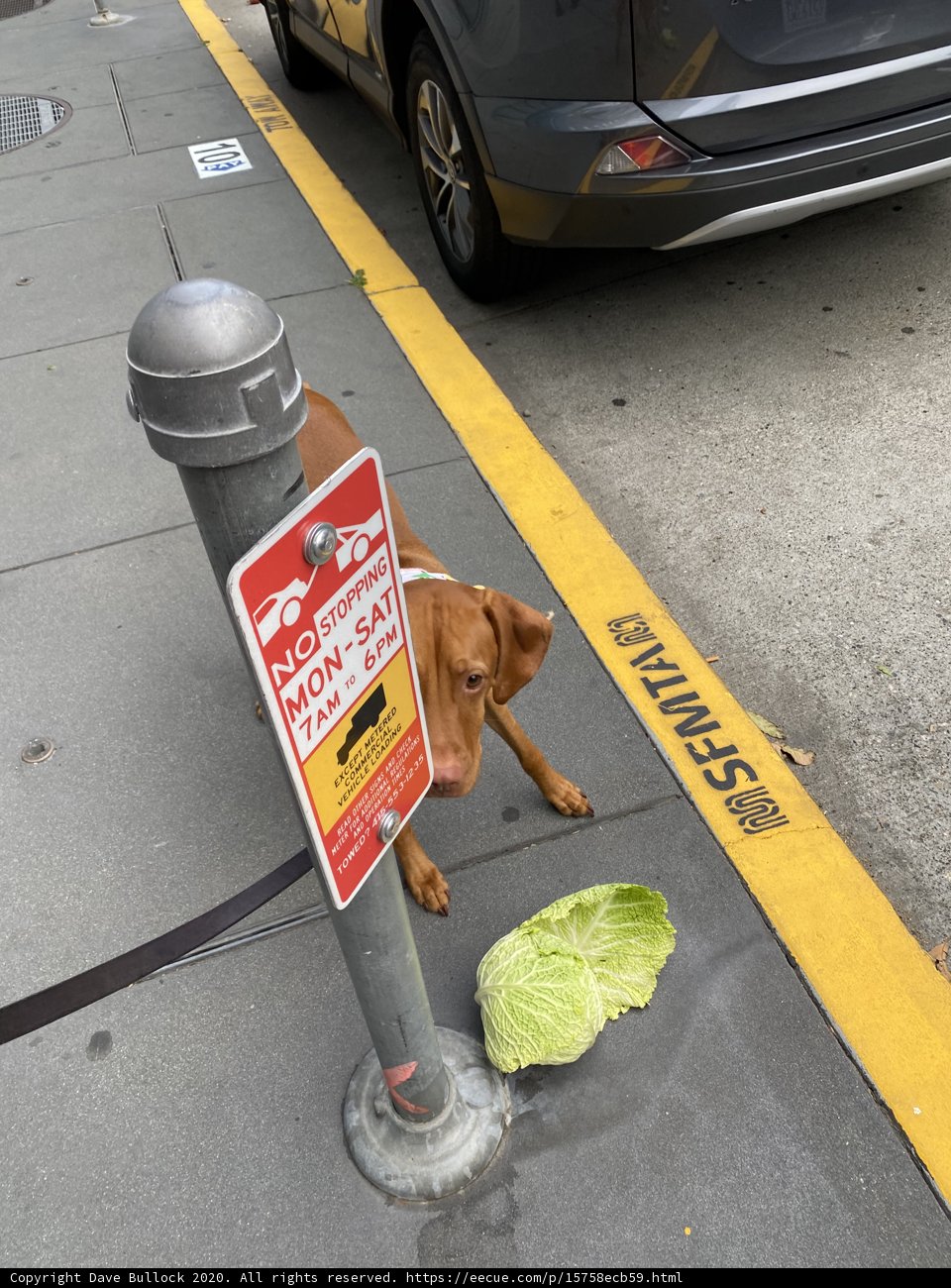Canine in the City