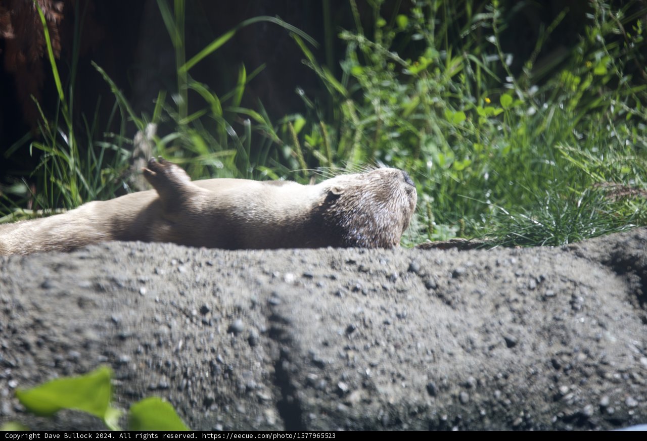 Lazy Afternoon in Walnut Creek