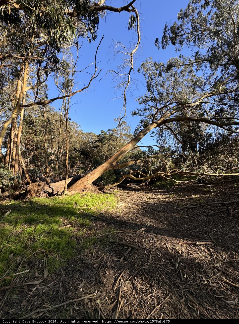 Nature's Solitude Pathway