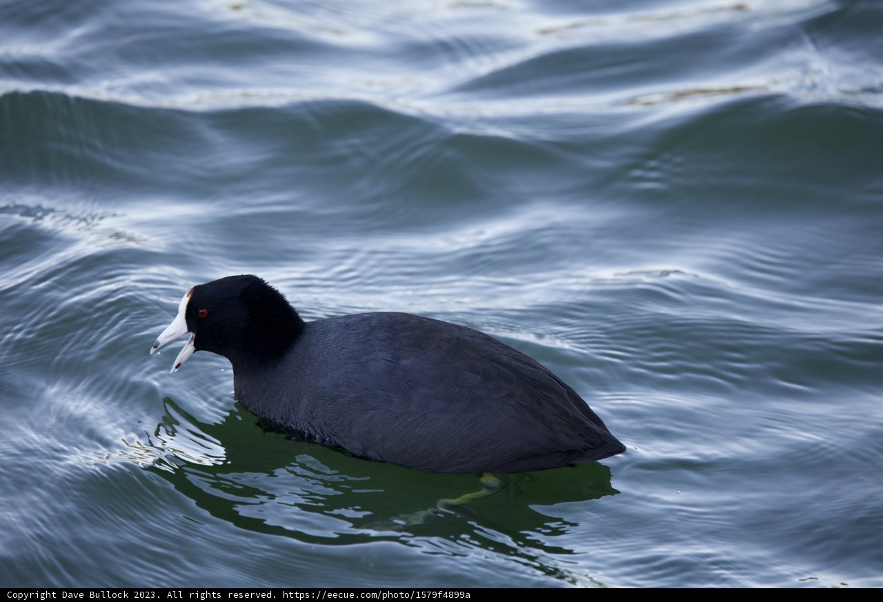 The Black Beauty of Lake Merced
