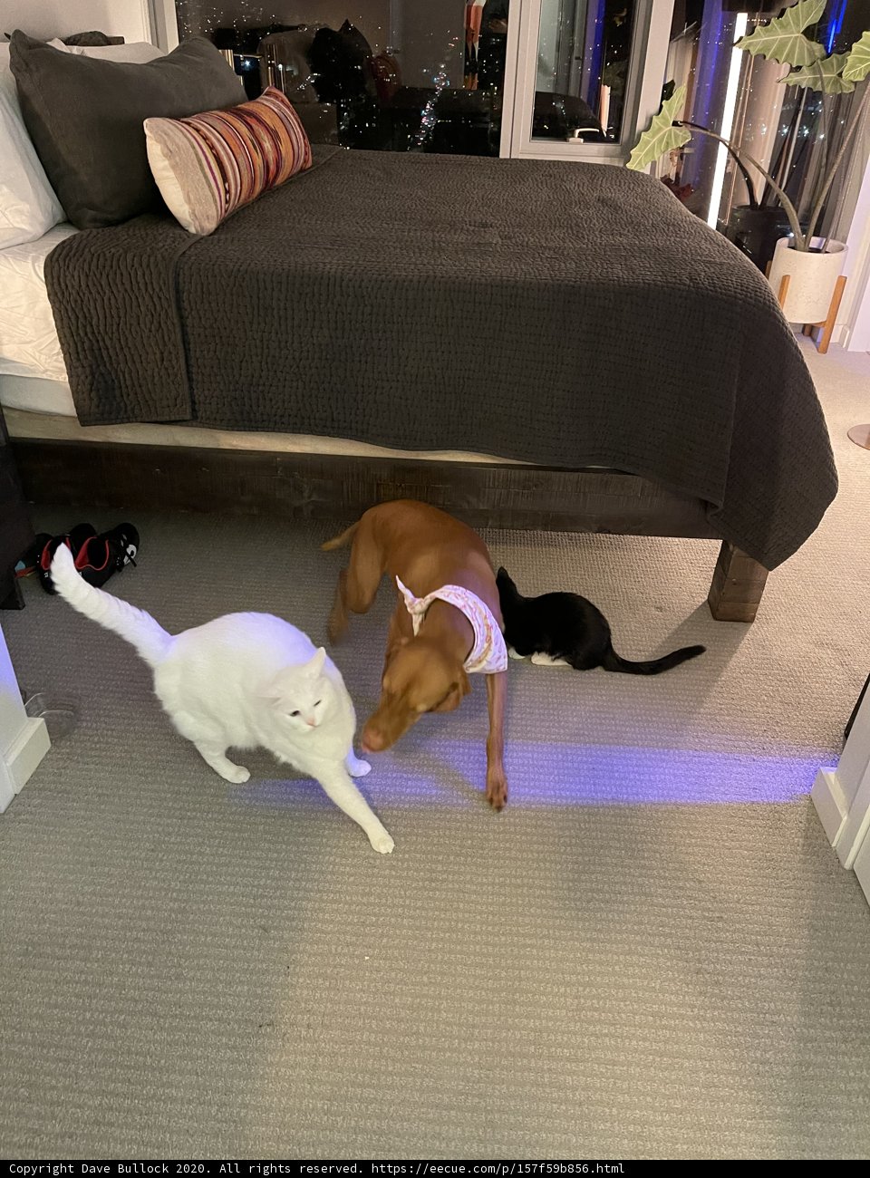 Playful Pets in San Francisco Bedroom