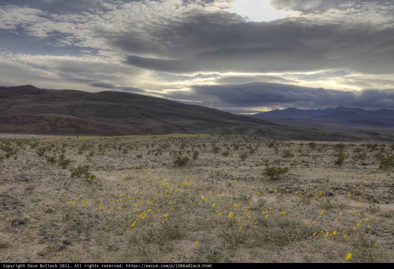 Yellow Wildflowers in the Desert