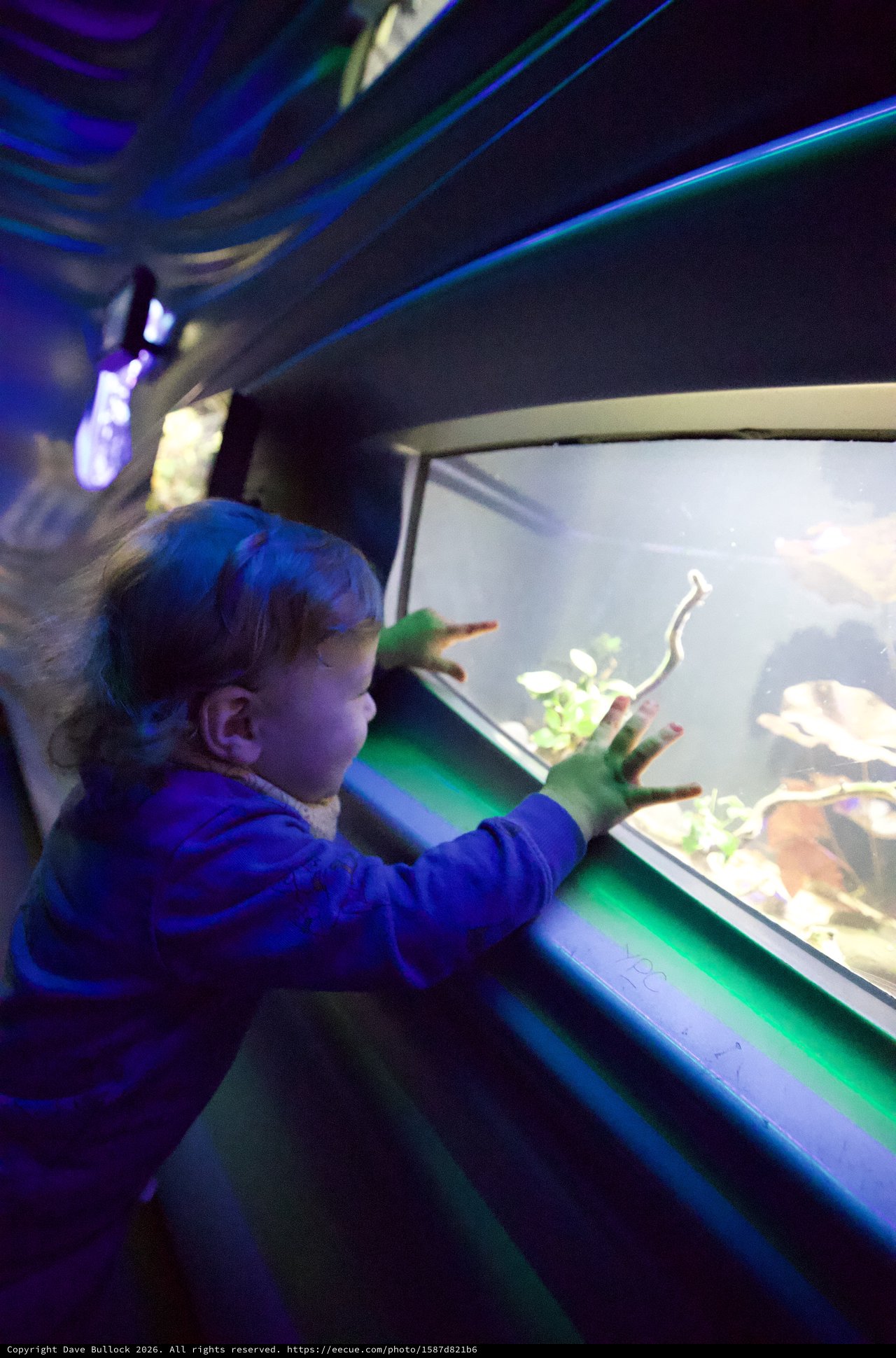 Child Explores Marine Life at Interactive Aquarium Display
