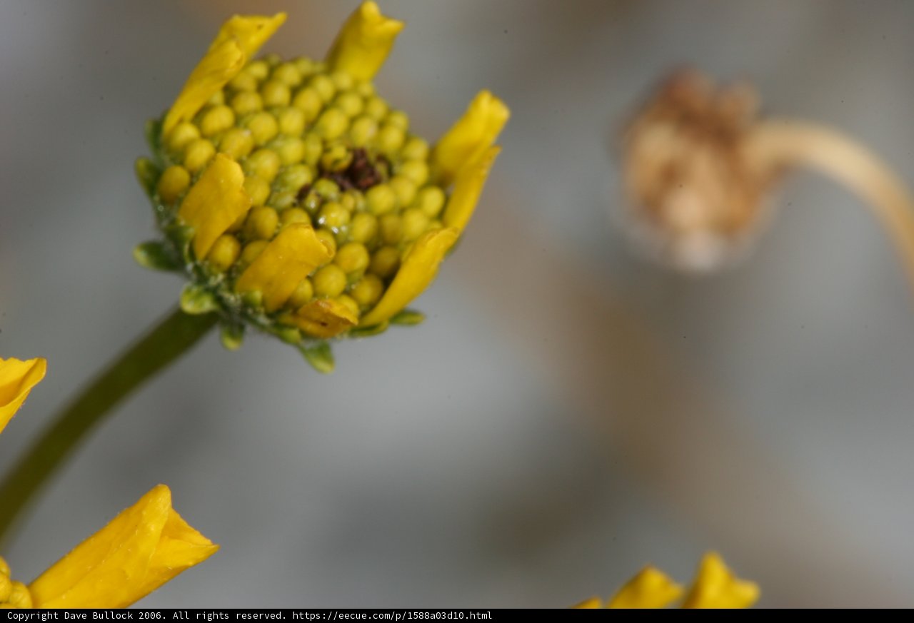 A Bee Collecting Pollen on a Yellow Flower