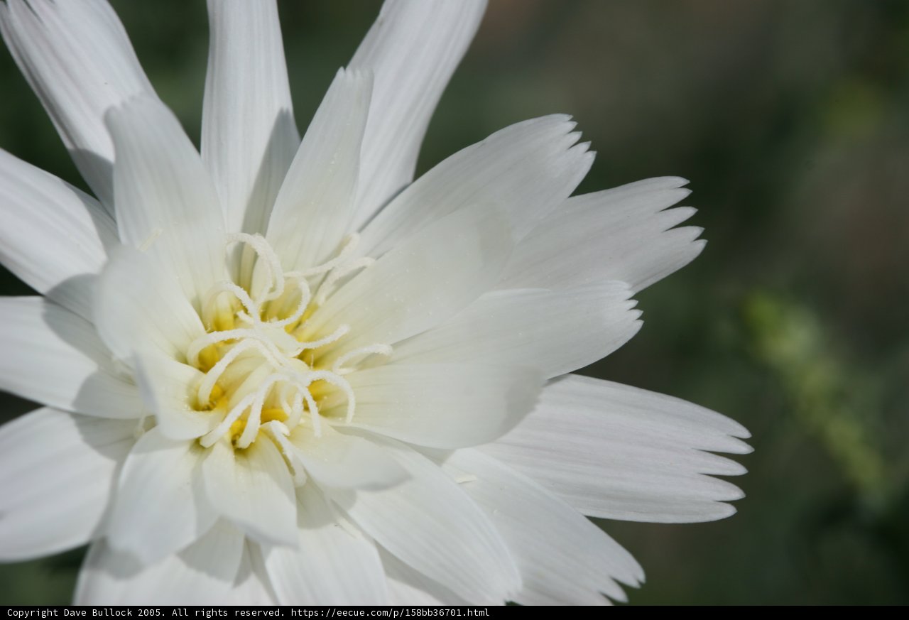 White Daisy Blooms with Yellow Centers