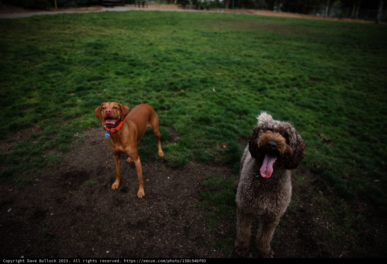Playful Pooches in the Park