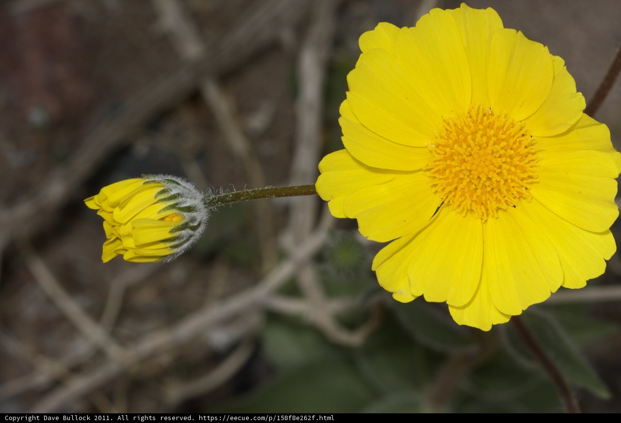 Sunny Bloom