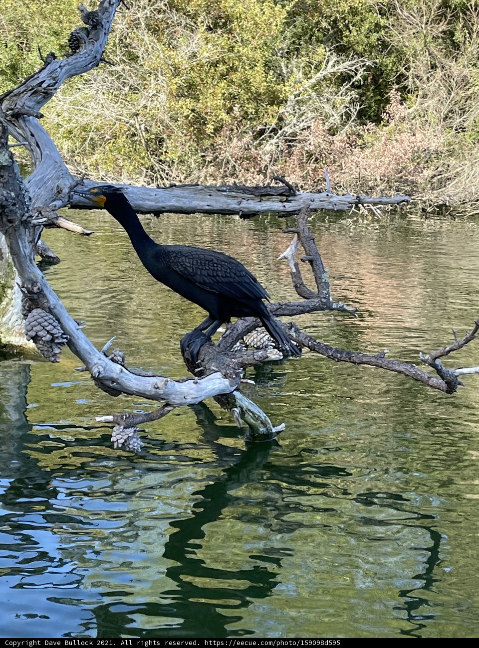 Cormorant Perched in Stow Lake