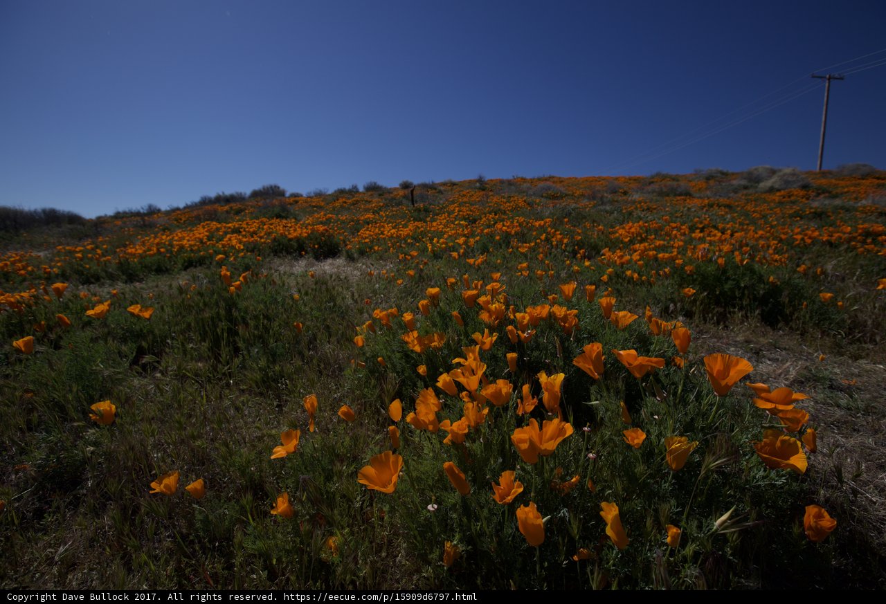 Vibrant Poppy Fields in the California Countryside