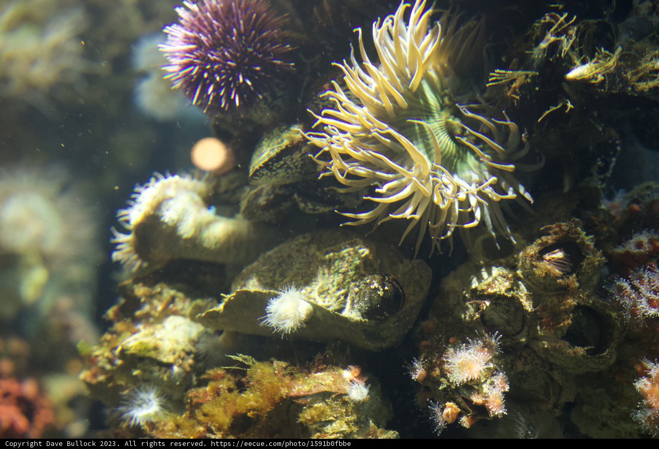 Dive into Nature: Enchanting Subaqueous Ecosystem