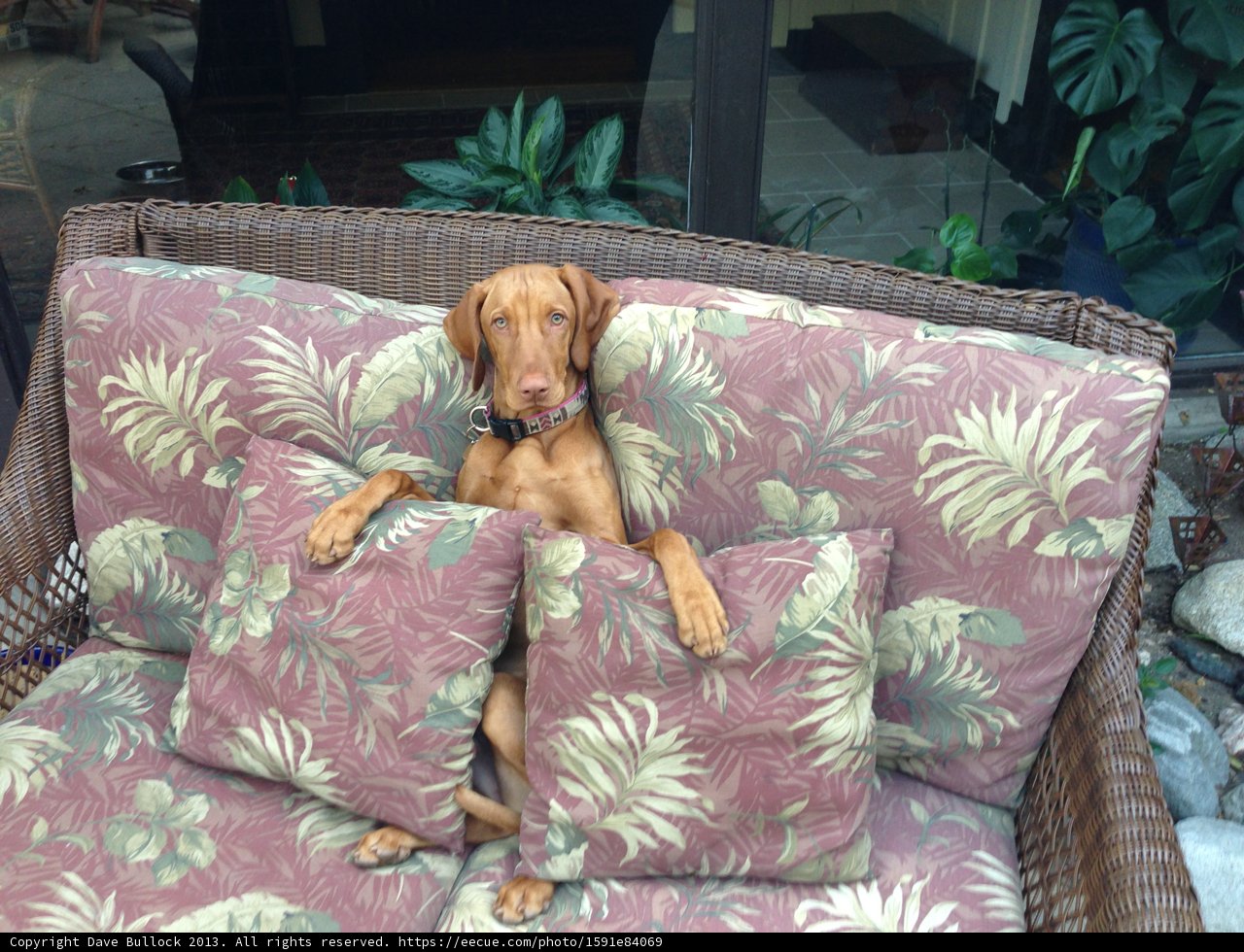 The Hound Lounge