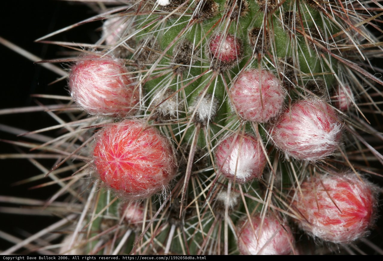 Vibrant Cactus with Red Berries
