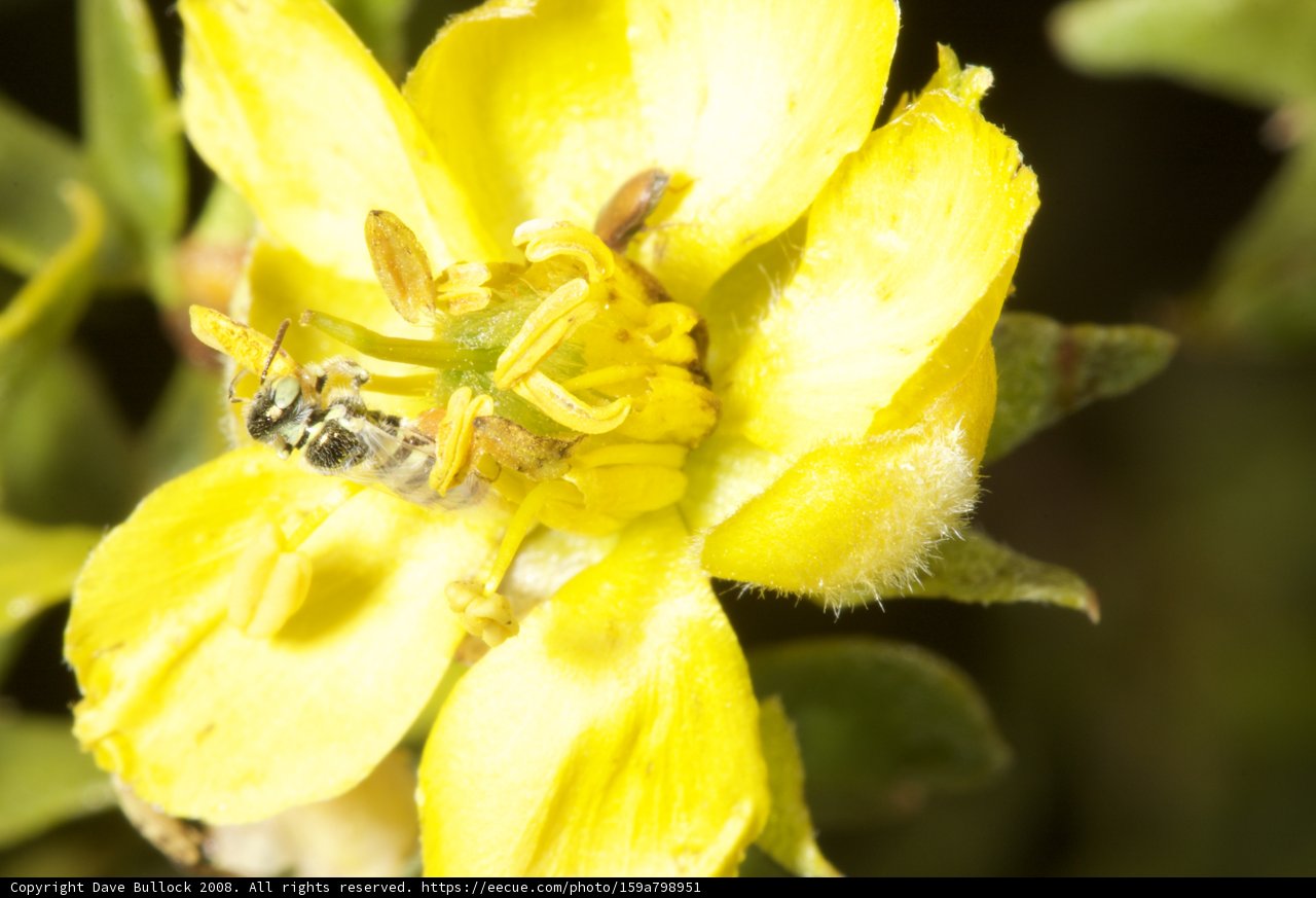 Busy Bee Collecting Pollen