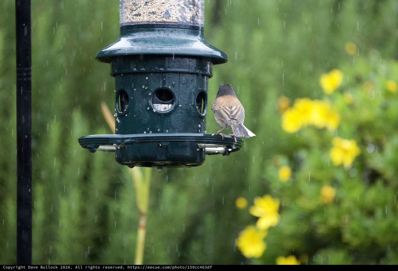 Bird Seeking Shelter at Feeder During Rainfall