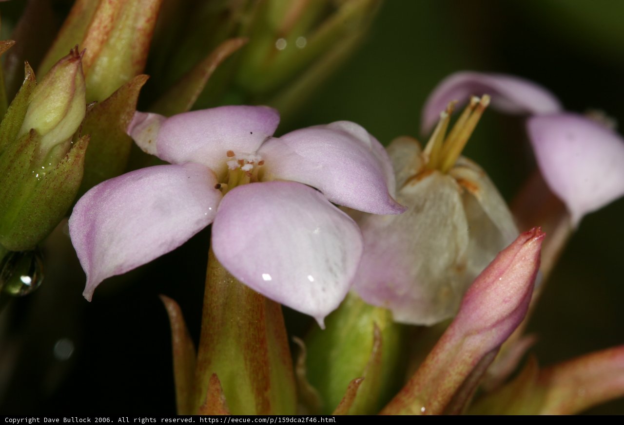 Pink Geranium Flower with Water Droplets