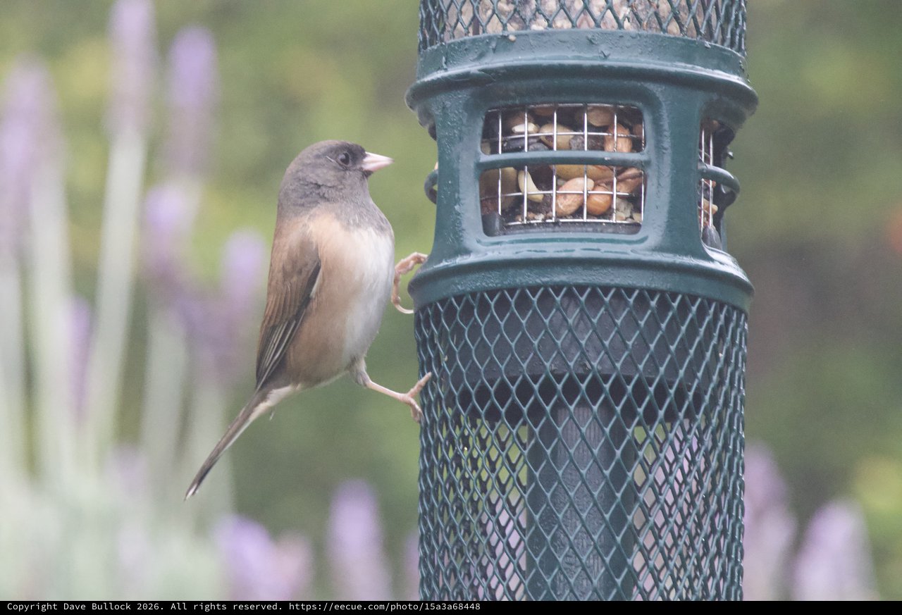 Dark-eyed Junco at Garden Bird Feeder